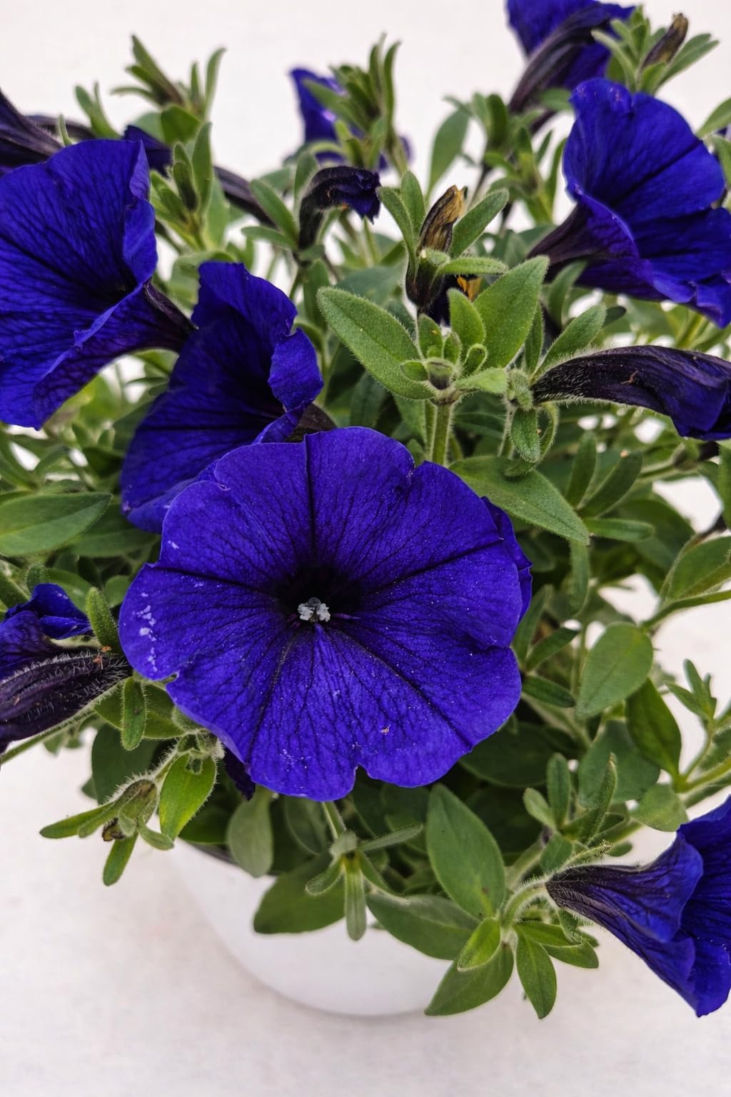 POWERS TO FLOWERS - PETUNIA, POTUNIA, SURFINIA COMPATTA BLU - 3 PIANTE VASO 14CM DIAMETRO, piante vere