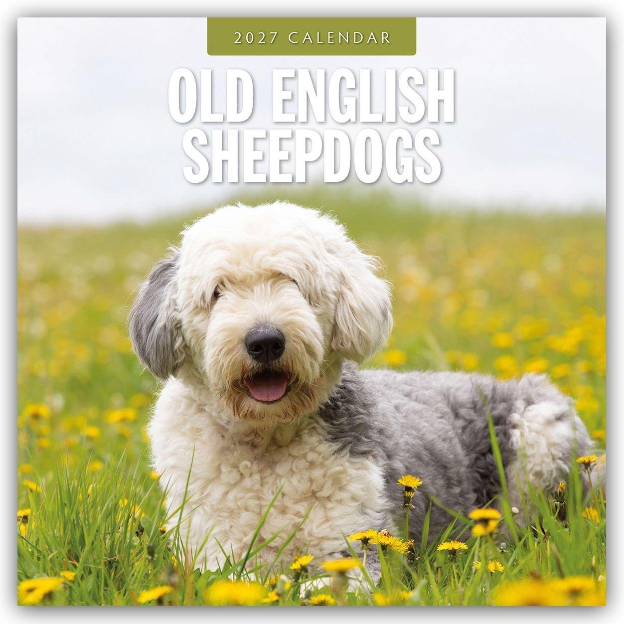 Old English Sheepdogs 2027 Square Wall Calendar: Original Red Robin Publishing Ltd-Kalender [Mehrsprachig] [Kalender]