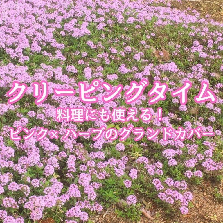 Amazon.co.jp: ハーブの種クリーピングタイム 花の種子 約300粒