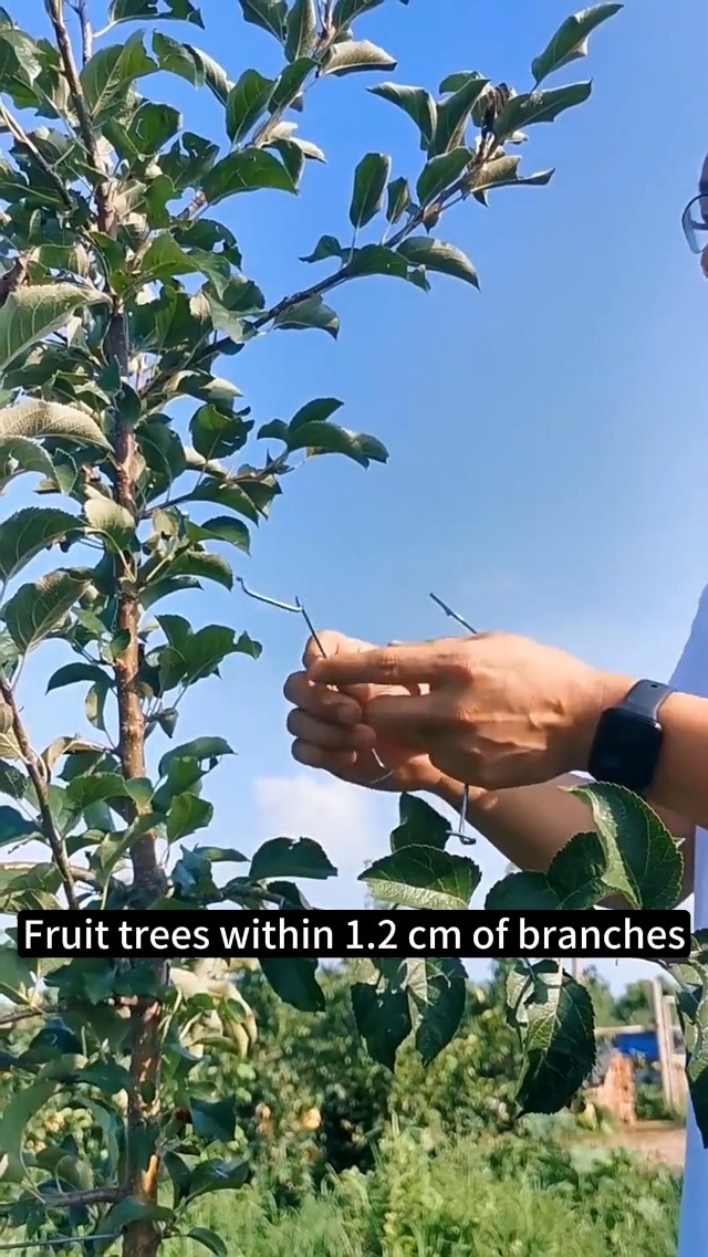 Separadores de ramas para árboles frutales 20 piezas miniatura 7