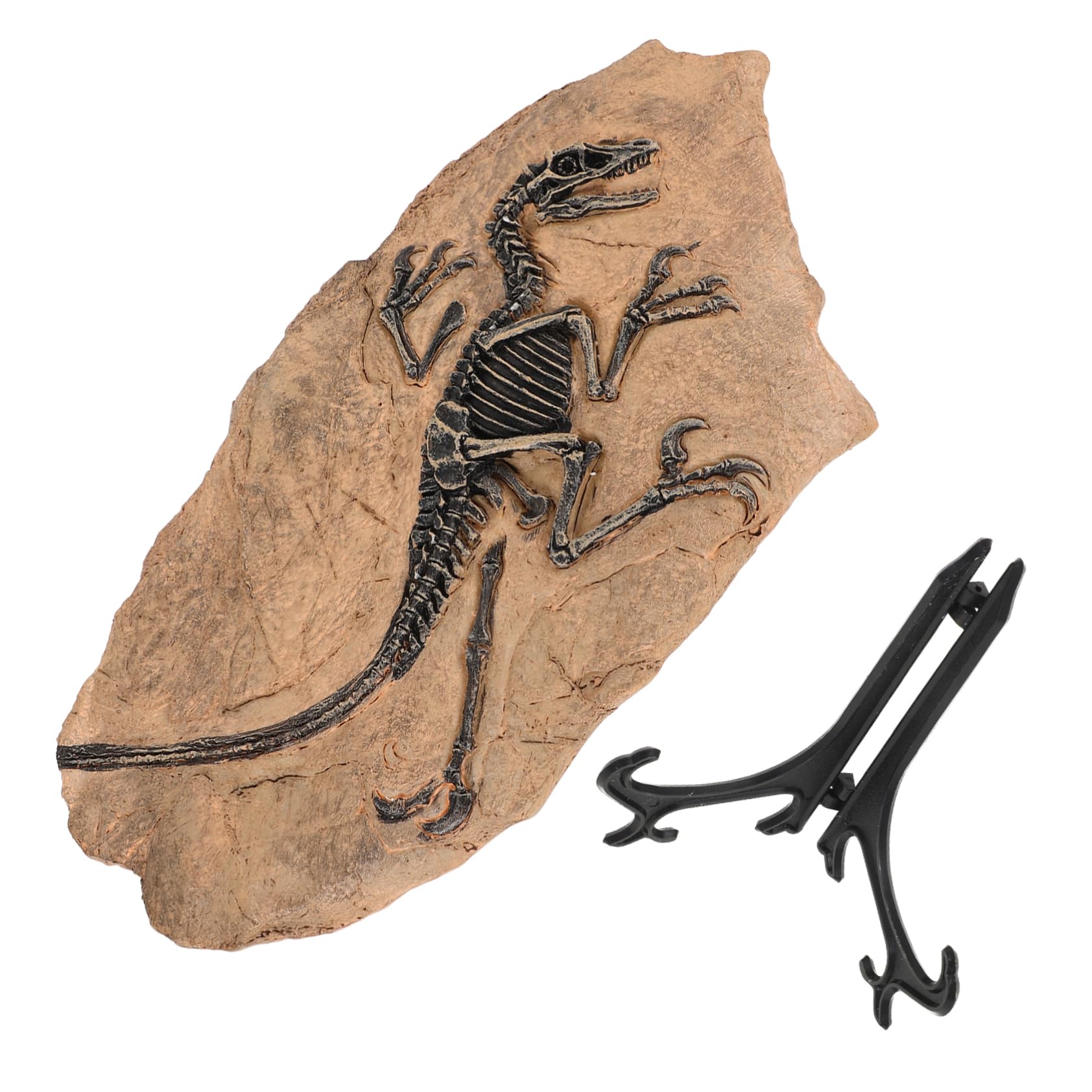 HEMOTON Modelli Fossili Dinosauro Da Tavolo Fossili Per Modelli Educativi Per Ragazza Decorazioni Da Tavola Per Apprendimento