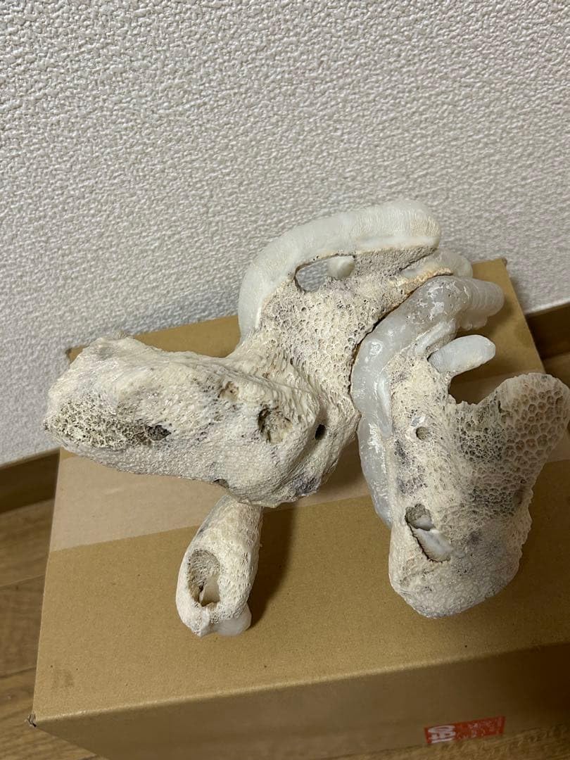 Amazon | マギルス貝 (化石・玉化) 原石オブジェ 博物館級サイズ