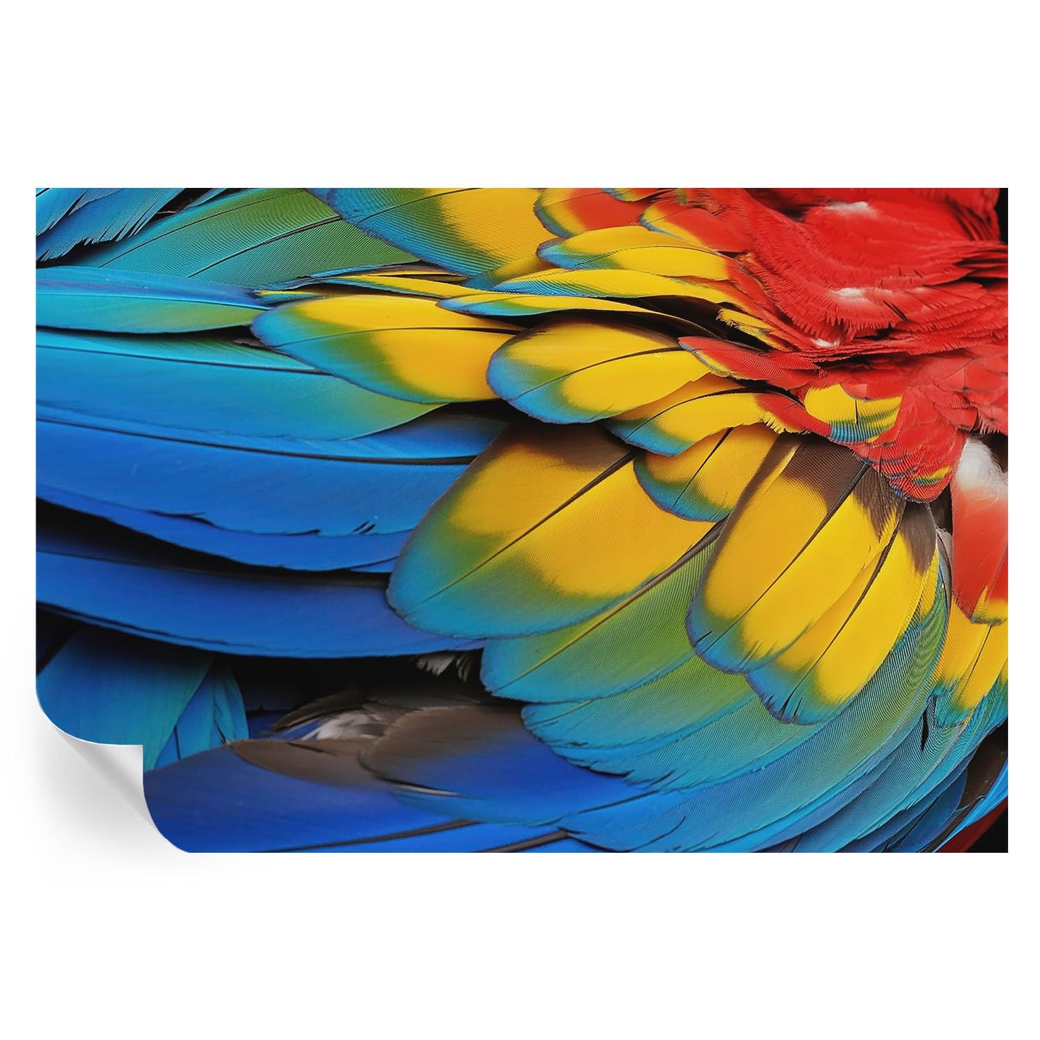 Estampados de plumas arcoíris en vinilos decorativos de 152x104 cm para salón