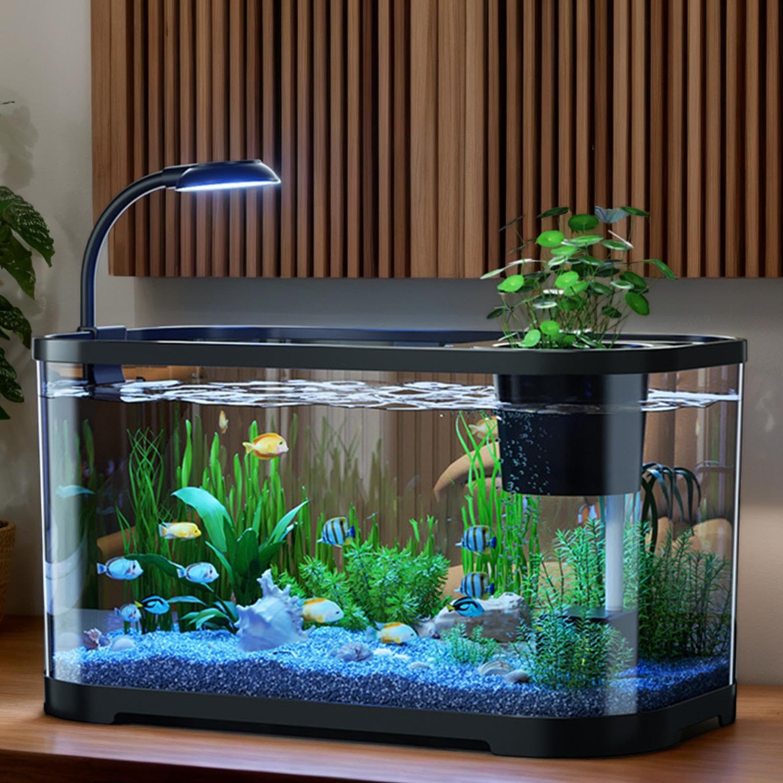 水槽 MOMO Amazon.co.jp: Aquarium Kit Starter | Desktop Fish Tank Kit