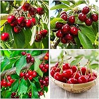 Vista 1 de Semillas de árbol frutal de cerezo con más de 20 semillas para plantar al aire libre, planta de frutas dulces y jugosas sin OMG en el jardín de tu