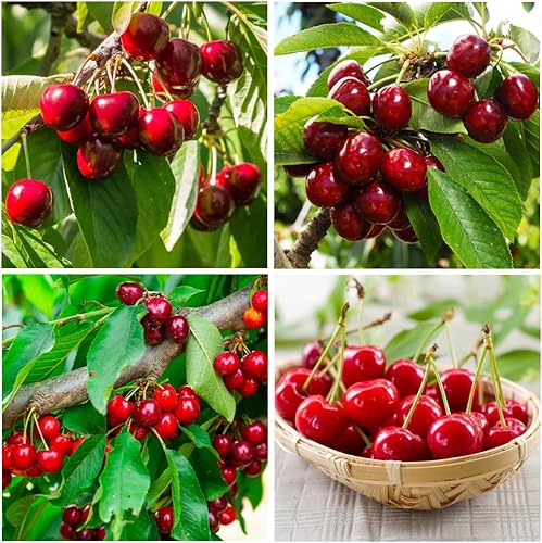 Semillas de árbol frutal de cerezo con más de 20 semillas para plantar al aire libre, planta de frutas dulces y jugosas sin OMG en el jardín de tu