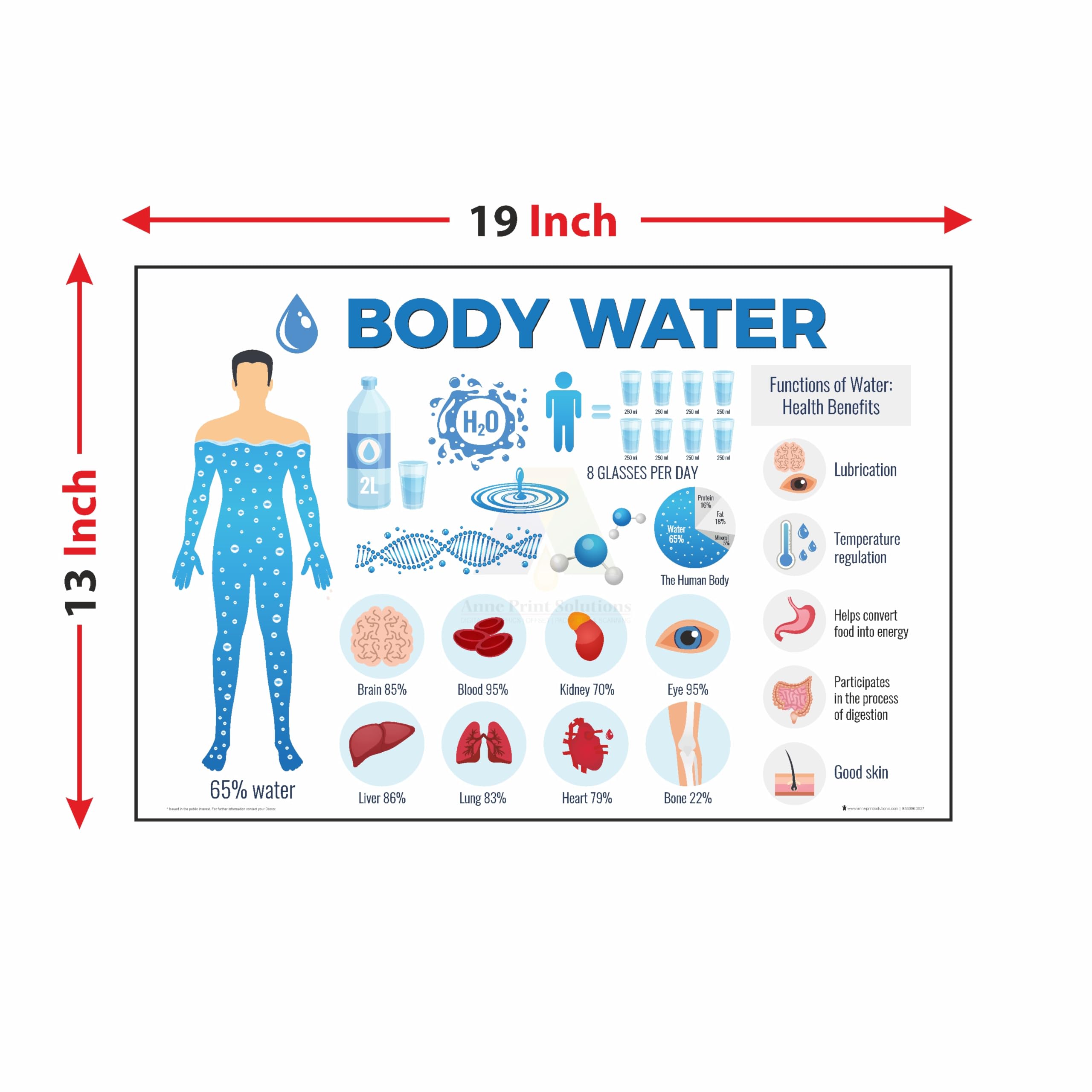 Water Health Benefits Poster - Promote Wellness -2 Water Health Benefits Poster - Promote Wellness -2
