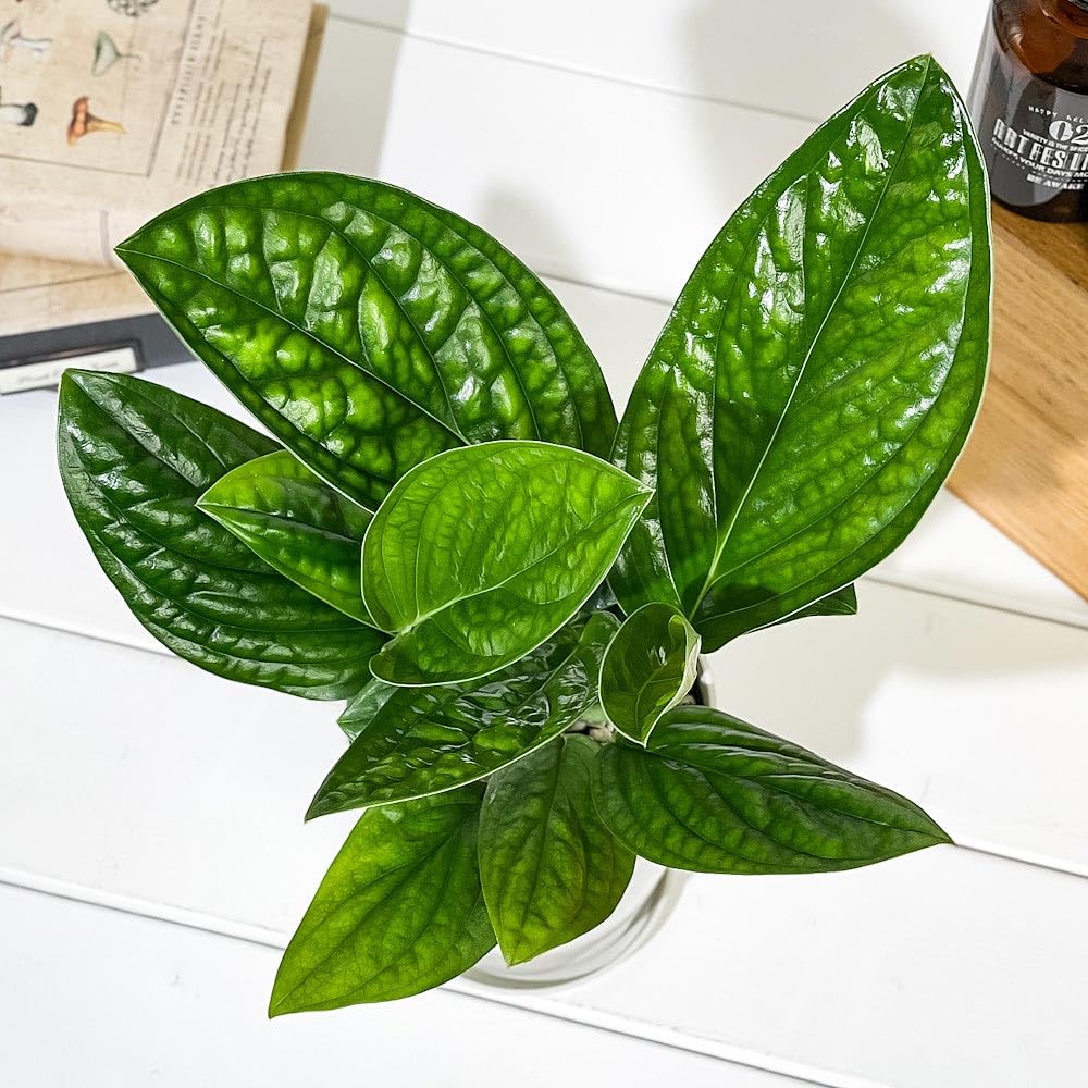 Amazon｜PLANCHU 観葉植物 モンステラ ジェイドシャトルコック 4