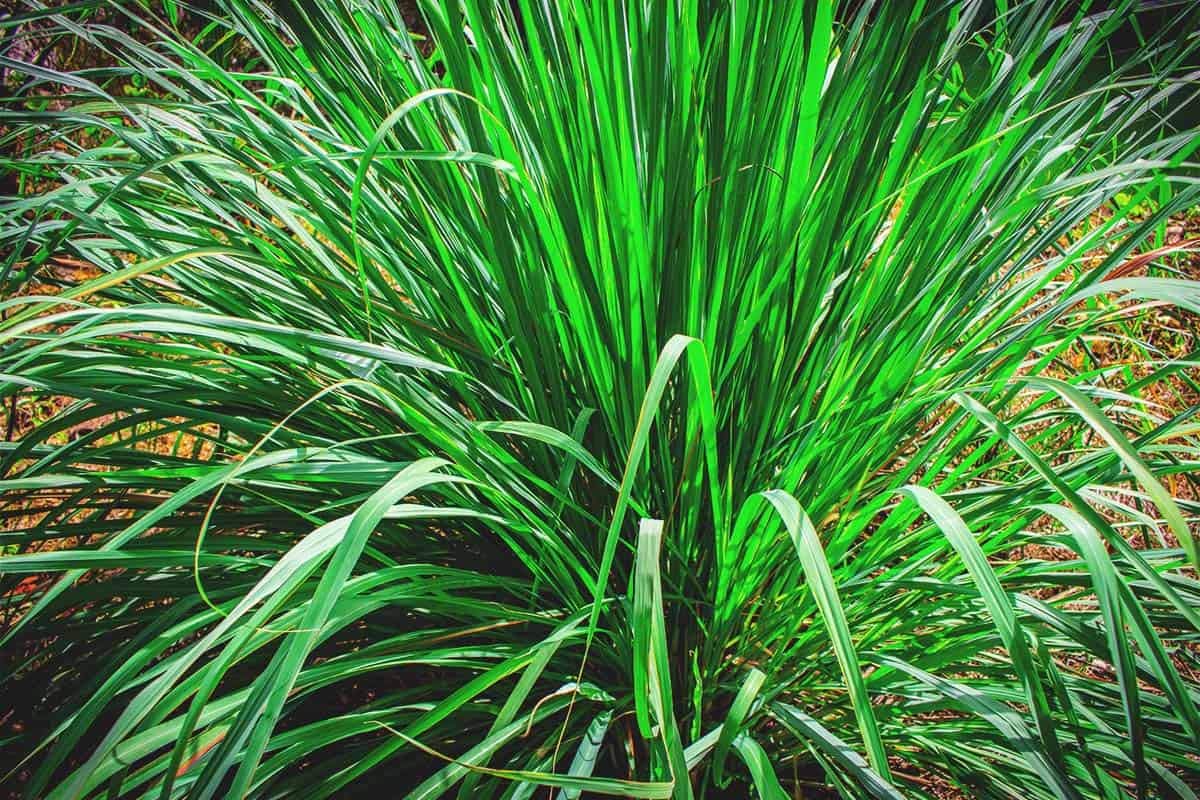 AHYGZWZSYC 6 Live Lemongrass Plants