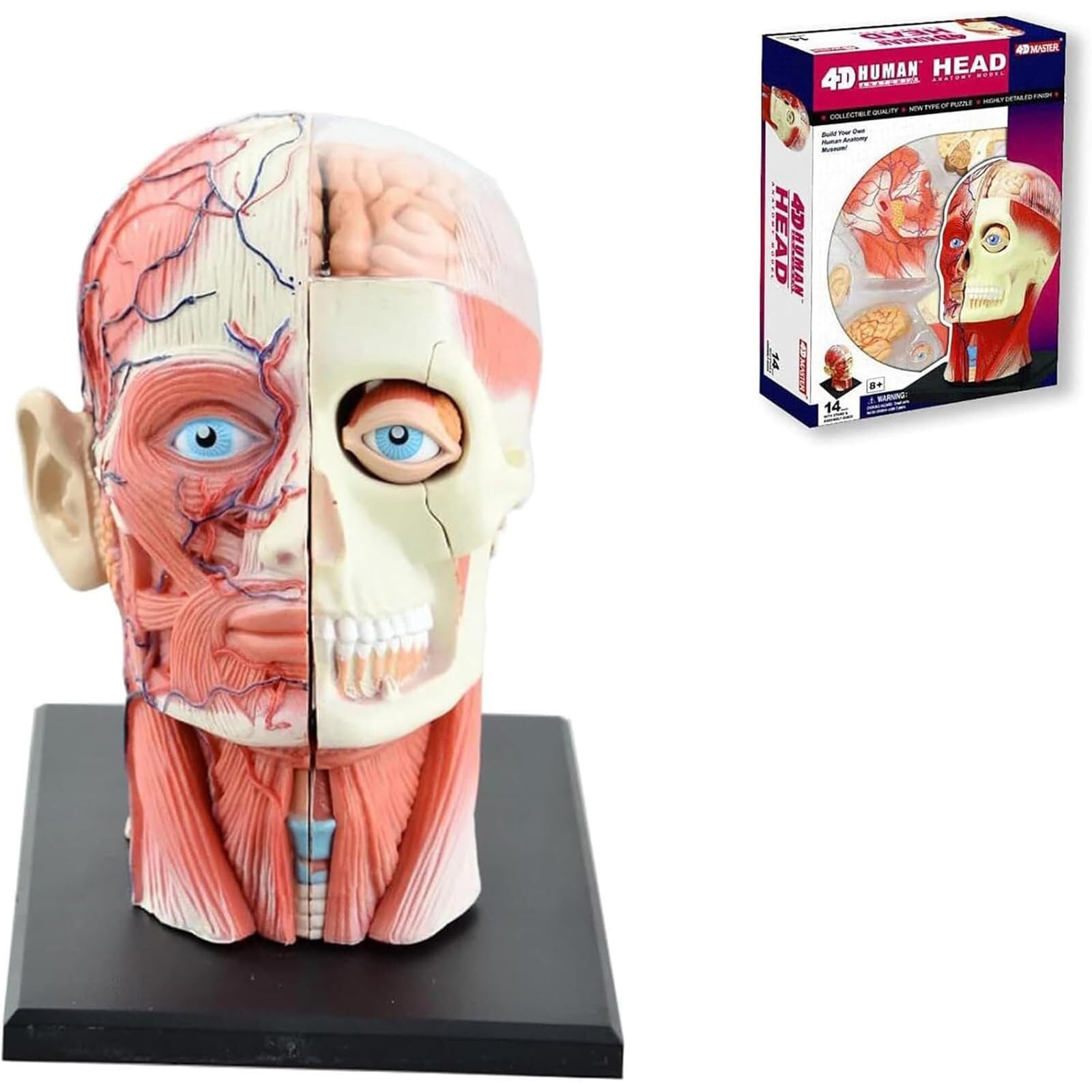 Anatomy Model Skeleton Model 4D Assembled Human Head Anatomy Medical Skull Model Skeleton, Muscle Nerve Model of Brain Tissue