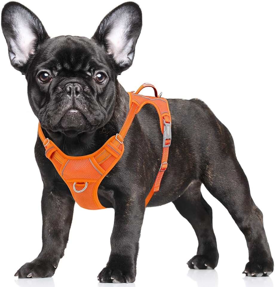 french bulldog harness