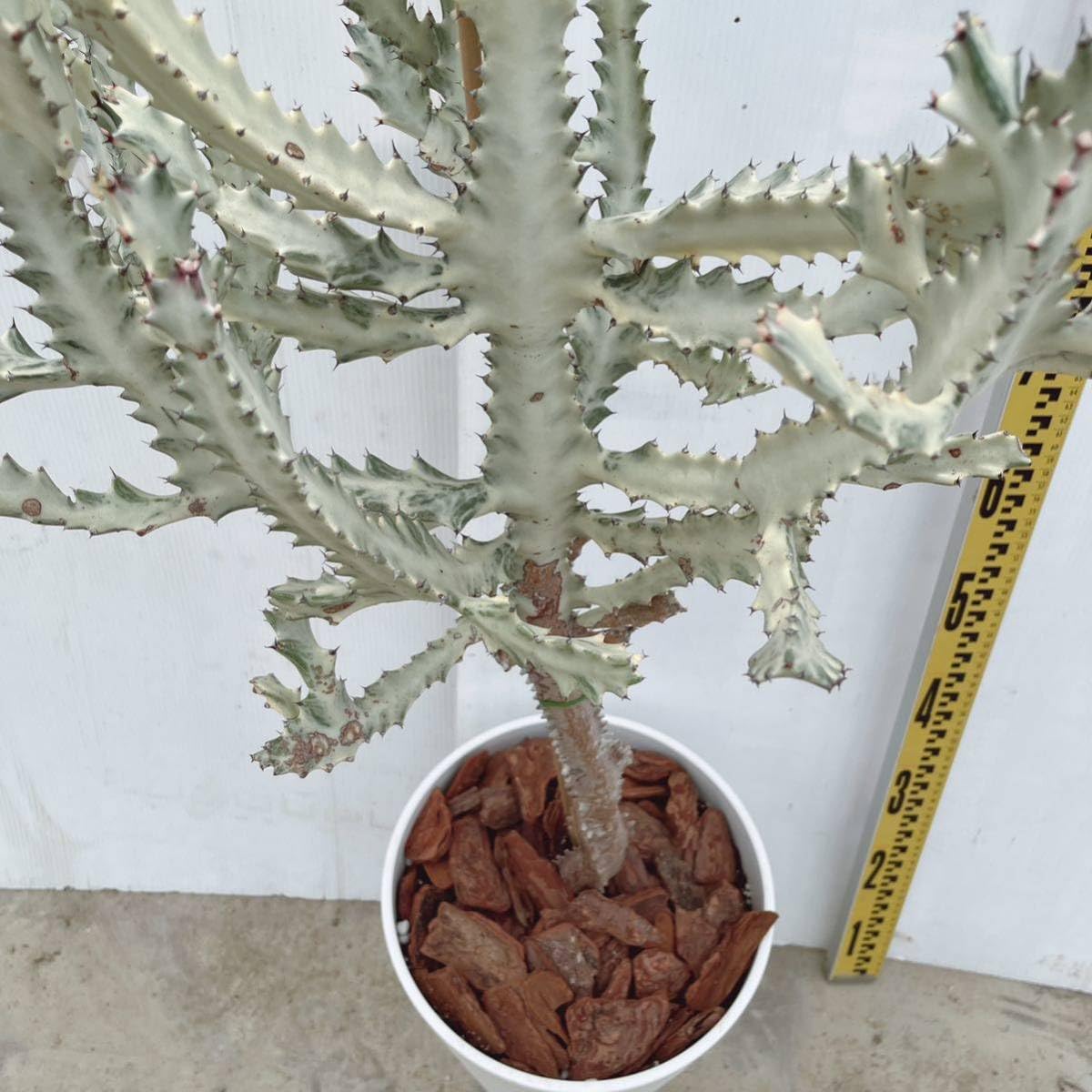 ②現品販売です。サボテン・ホワイトゴースト Amazon｜多肉植物：ユーフォルビア ホワイトゴースト*S｜観葉