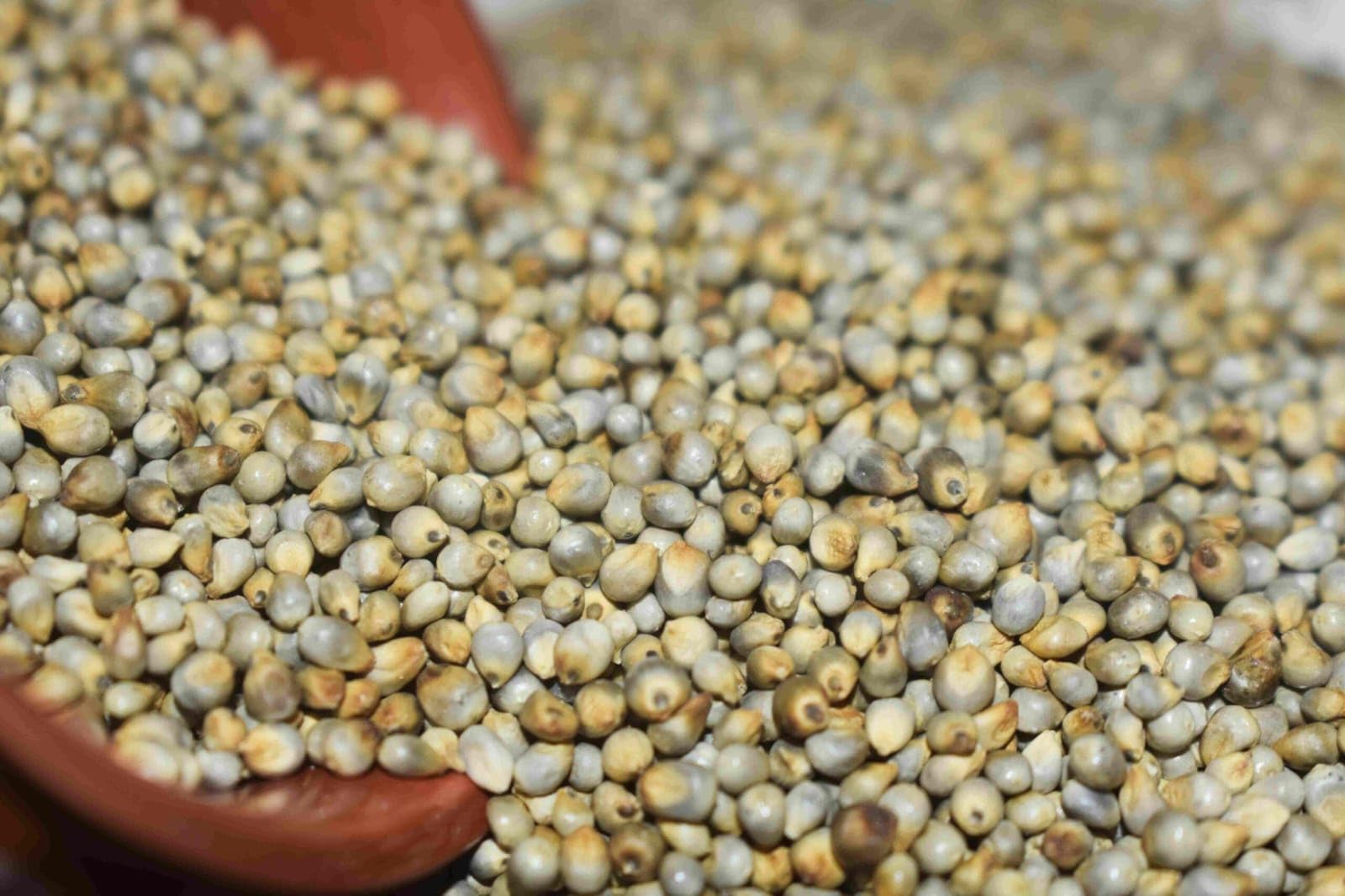 Buy MITU Bajra Seeds - Pearl Millet Seeds for Bird Food of All