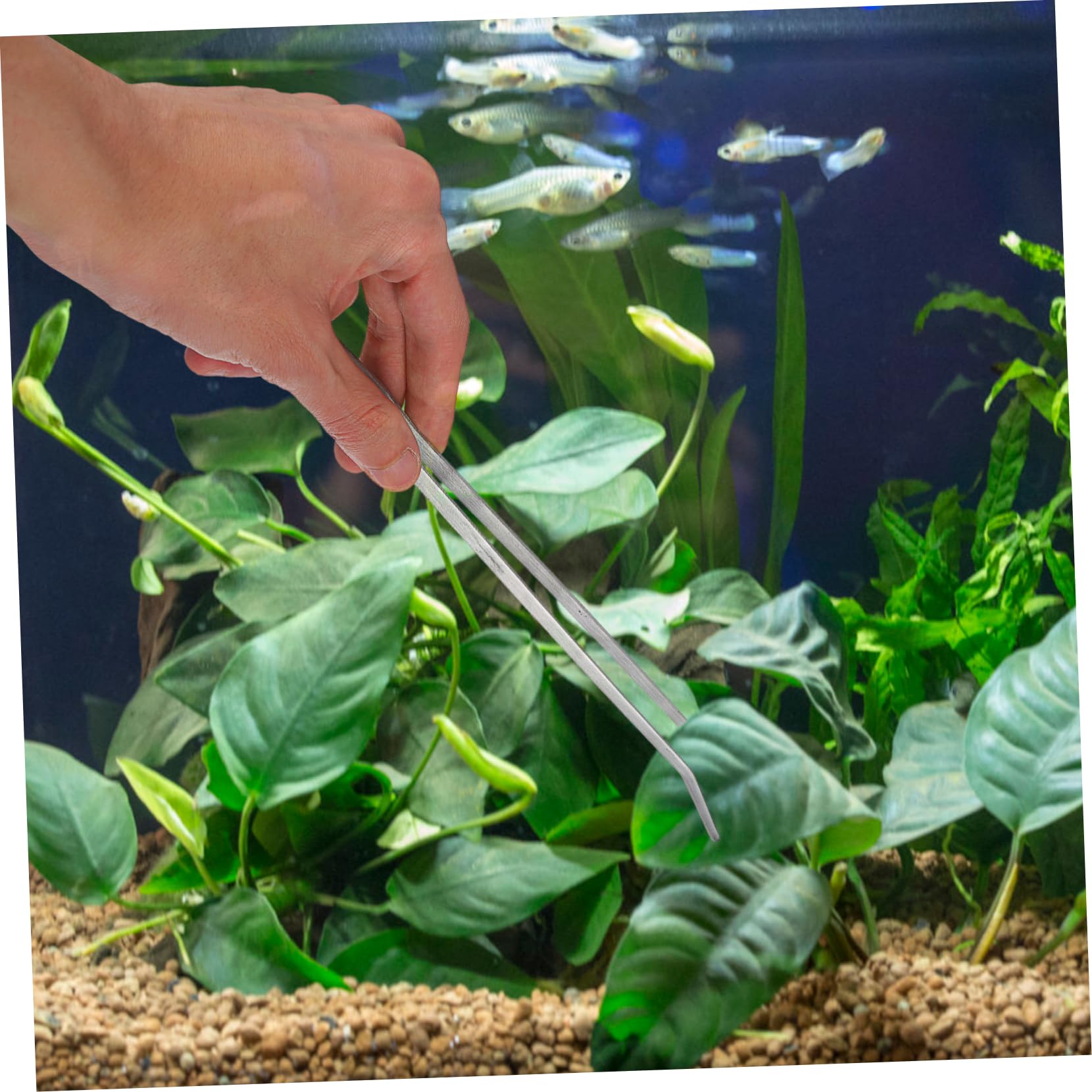 Juego de Herramientas para Acuario de Acero Inoxidable, 1 Set | Tijeras, Pinzas y Espátula, Acabado Plata, para Grava y Plantas Acuáticas