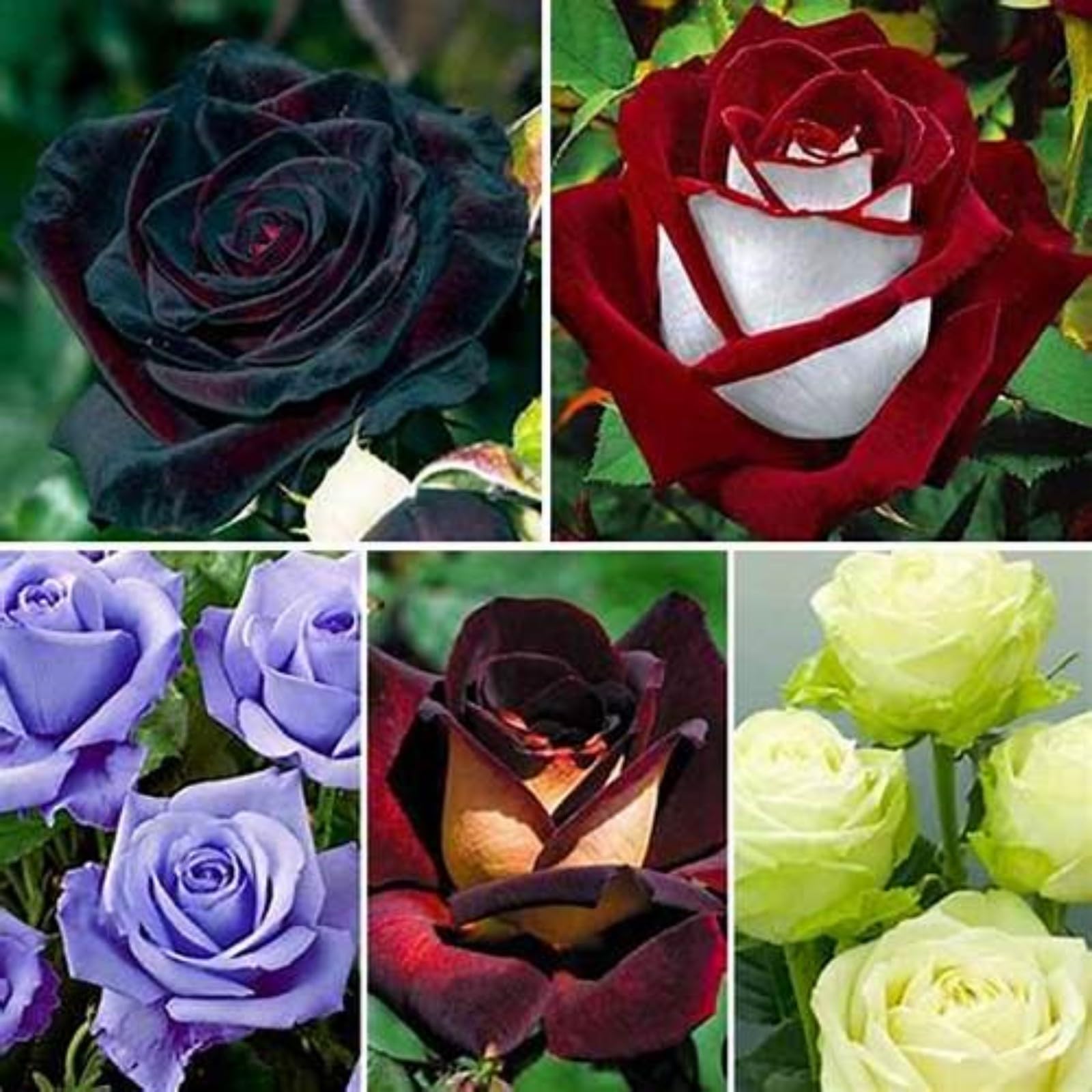Unique Rose Bulbs for Planting Now UK Ornamental Perennial Natural Organic Excellent Good for Containers Cold-Resistant Easy Plant Display Greening Flower-2bulbs-C — image 1