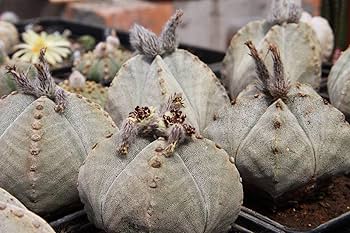 ★☆弁慶鸞鳳玉　実生☆★ Amazon｜サボテン：アストロフィツム 鸞鳳玉 実生*S｜観葉植物
