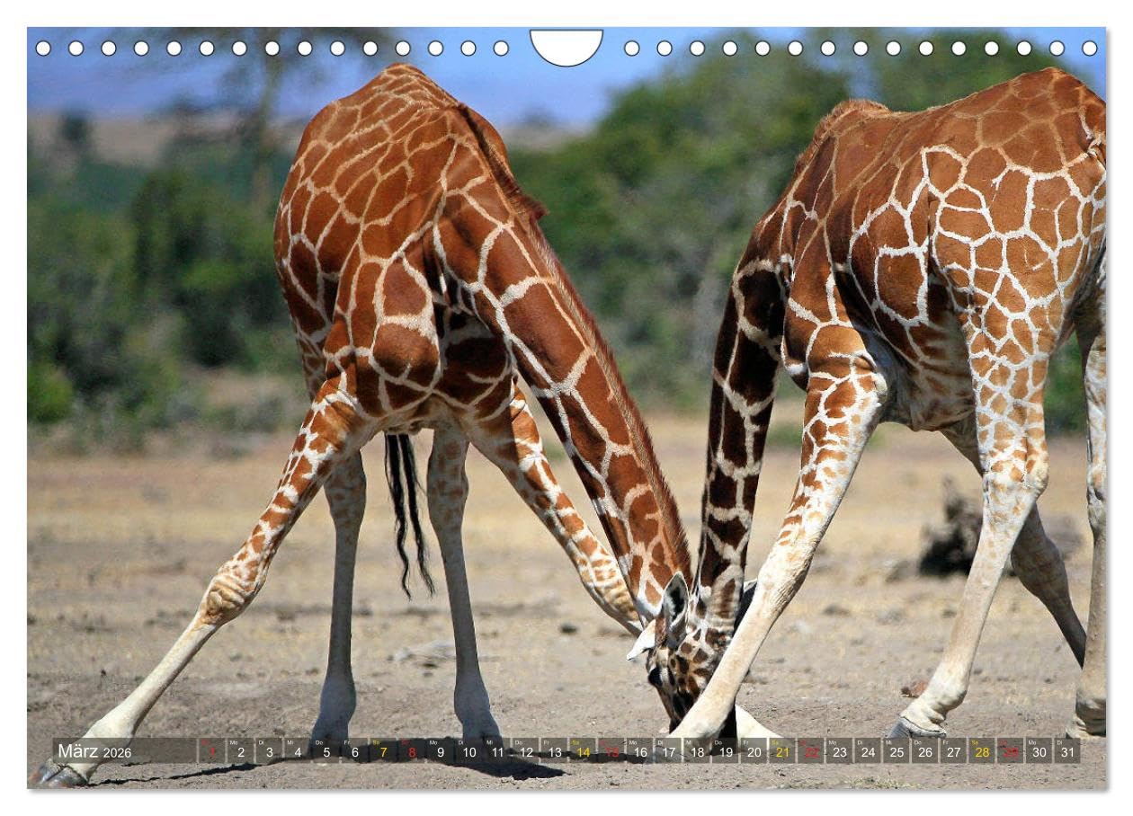 Giraffen - Sanftheit und Anmut (Wandkalender 2026 DIN A4 quer), CALVENDO Monatskalender: Giraffen-Begegnungen in Afrikas Savannen (CALVENDO Tiere)