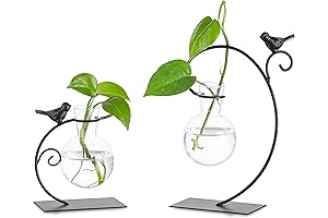 Glamorous Glass Plant Terrarium: Enrich Your Space with Nature's Beauty