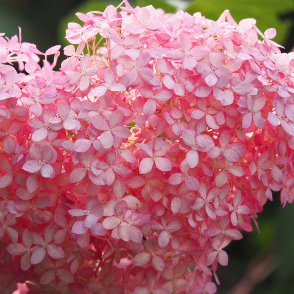 Bloomique - Hydrangea Pink Annabelle - Hortensia - Rose - Plantes de jardin - Résistante au gel - Hauteur 40-50 cm - Pot 19 cm