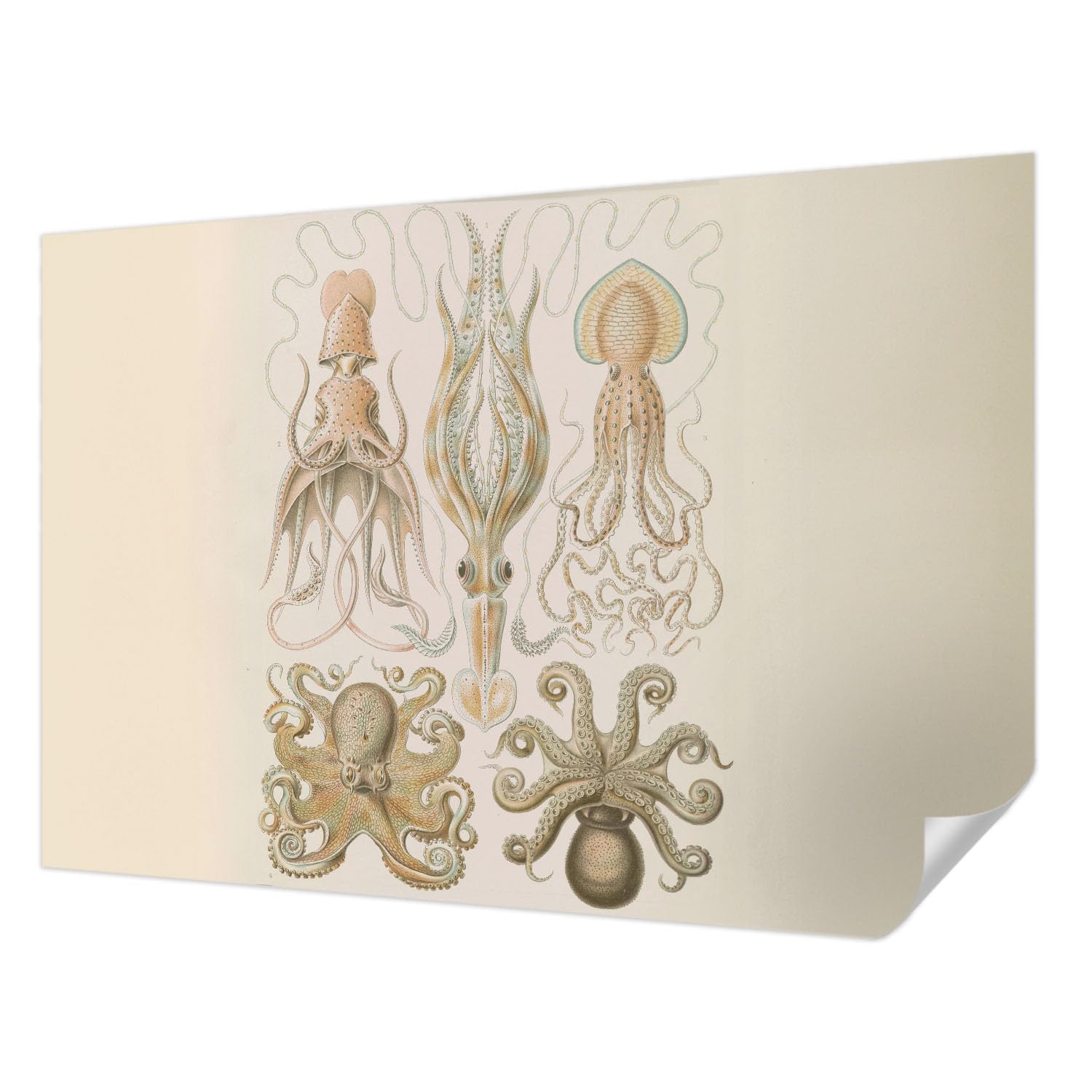 Papel pintado autoadhesivo 152x104 cm con diseño de vida marina para decorar la pared