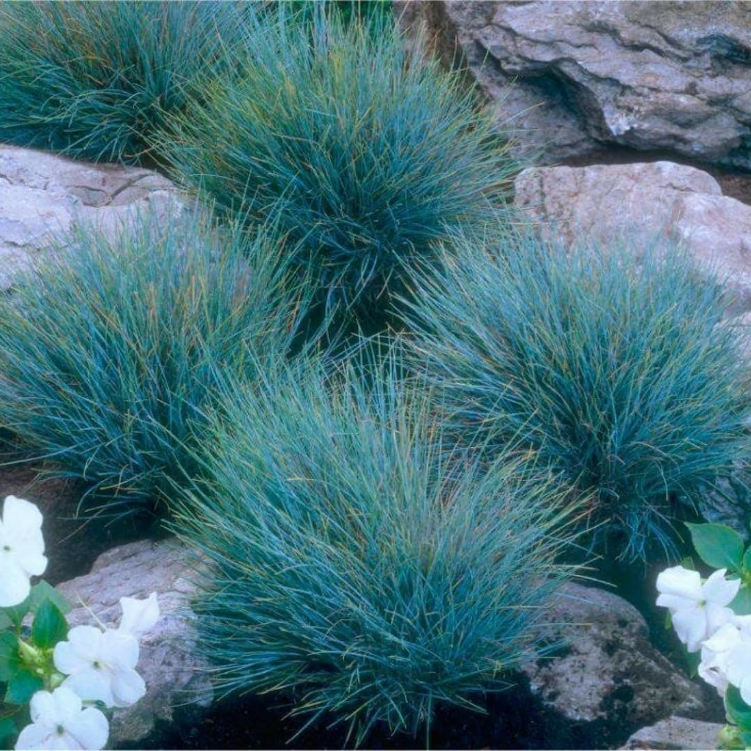 4 Blue Fescue Grasses Plants Well-Rooted, Ornamental Grass Live Plants Perenial, 2 Plants Per Pot, 4 to 8 Inc Tall from Bottom Pot, Fast-Growing Outdoor
