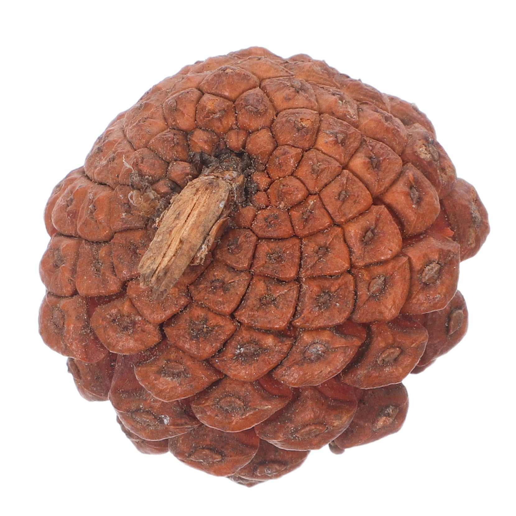ORFOFE 120 Pezzi Mini Pigne Naturali per Artigianato Pigne Piccole per Decorazioni Natalizie Riempitivi per Vasi Addobbi per Albero di Natale Corone e Matrimoni Materiale Sostenibile e