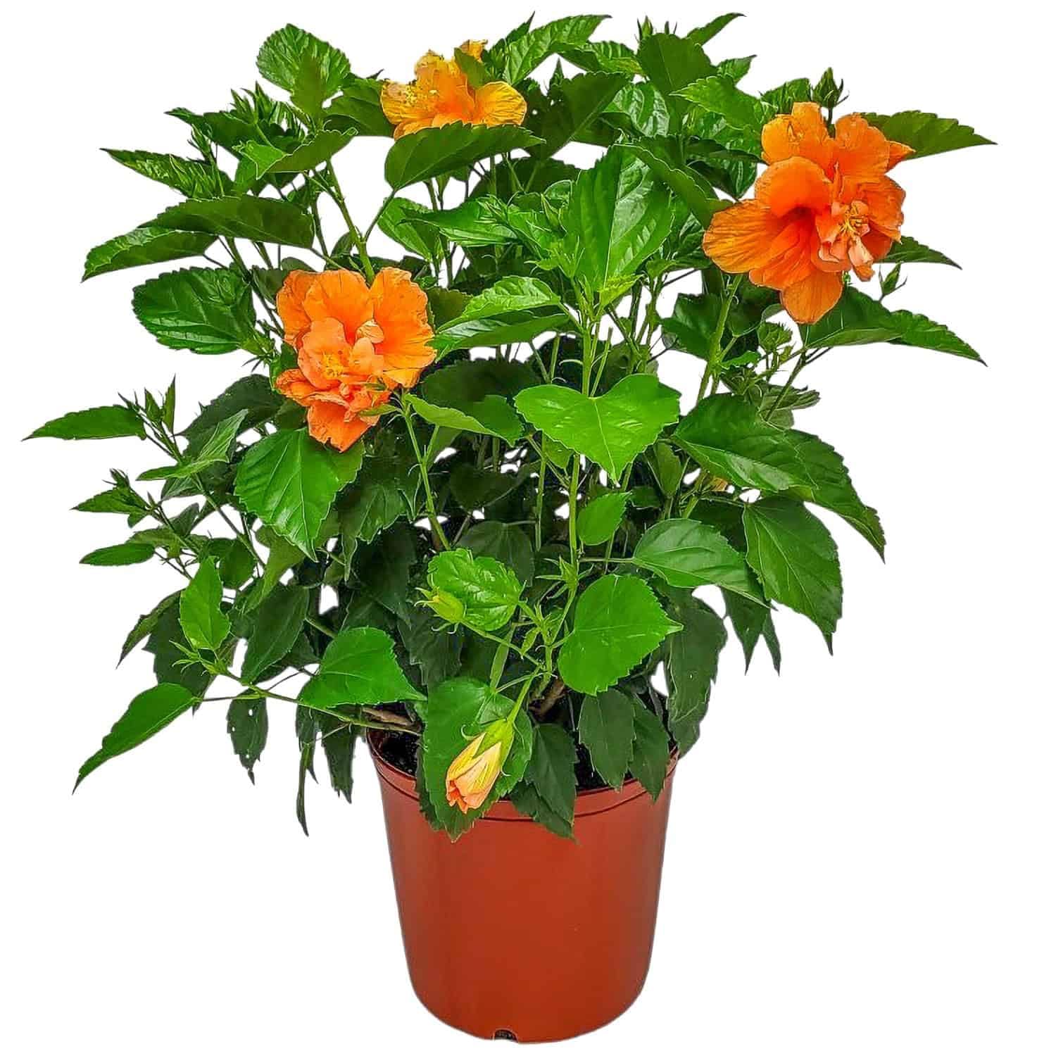 Hibiscus Bush - Double Peach Flowering Plant Live - Overall Height 26" to 28" - Tropical Plants of Florida (Plant Only)