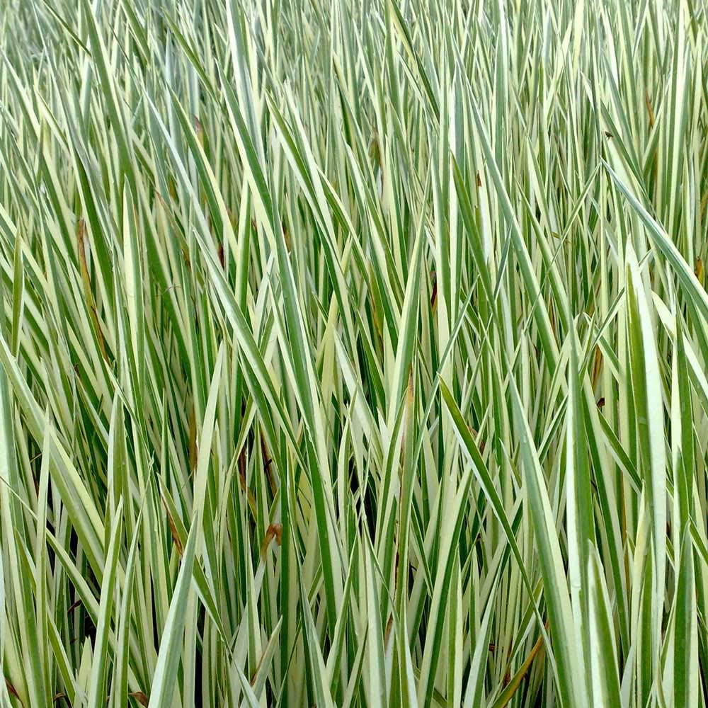 vdvelde․com - Cálamo Aromático - Planta de Estanque - Resistente - Cultivo Biológico - Plantar Directo - Fresco de Vivero - 9 Unidades