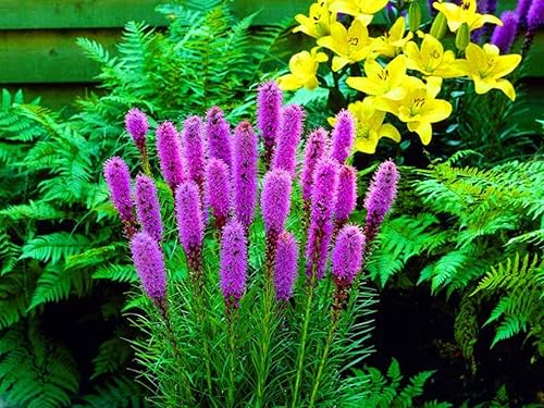 Miniatura 4 de RAISE ME UP Seeds - Flores perennes de liatris con estrella brillante rosa