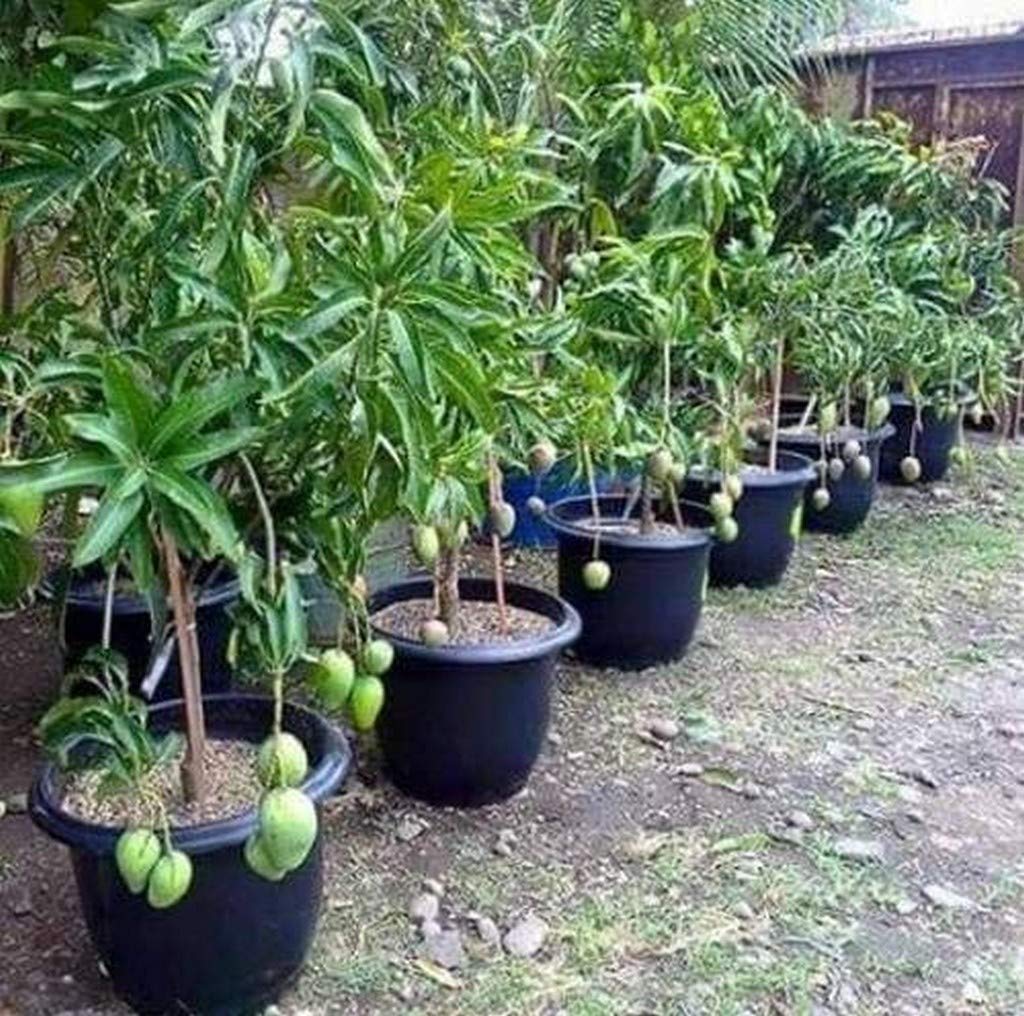 OhhSome Live Plant Banganapalle Mango Benishan/Banganapalle Obliquely Oval in Shape Exotic Plants Garden Plant(1 Healthy Live Plant)