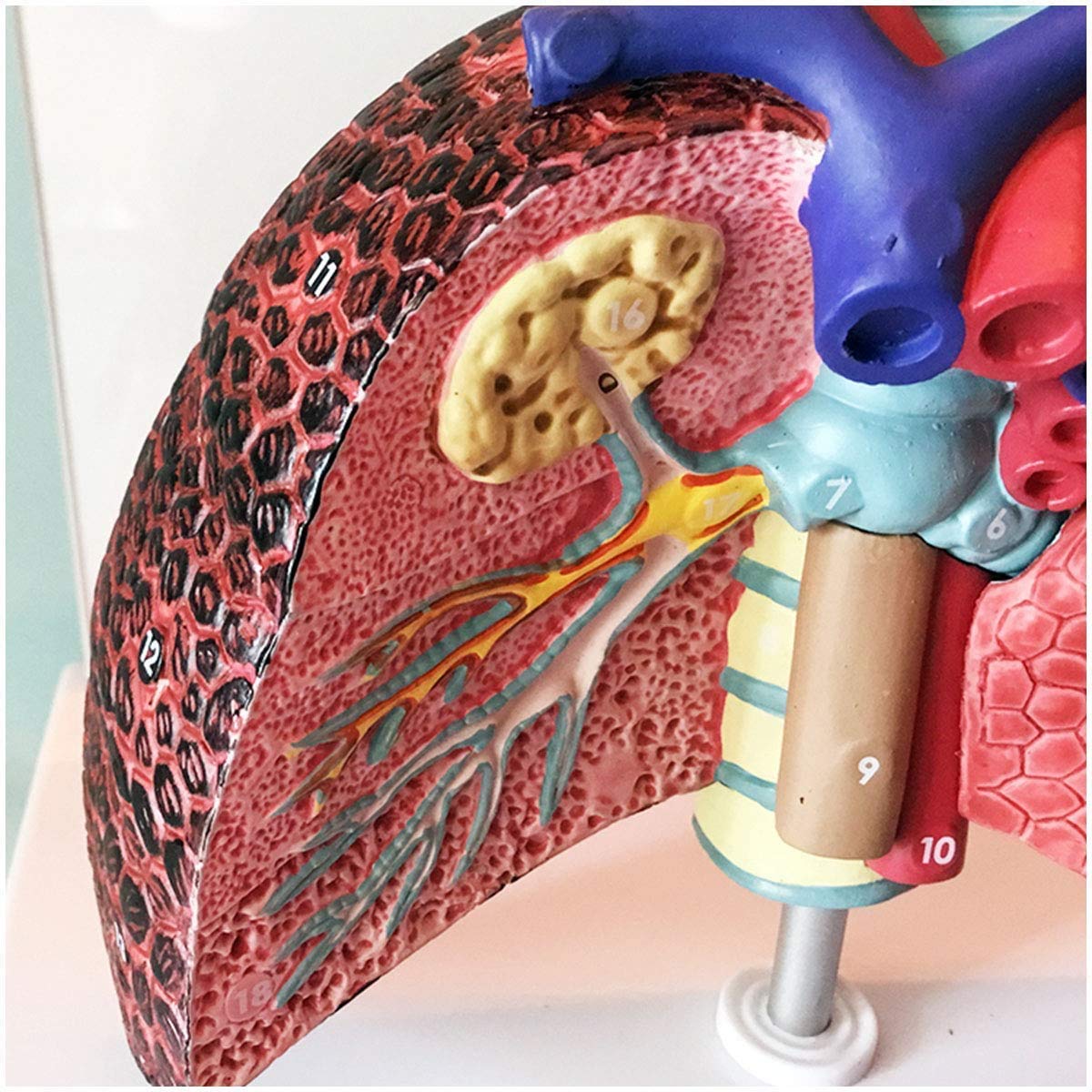 Modello anatomico del polmone della Gola del Cuore della laringe - Modello di Anatomia Umana - Modello didattico di Studio dell'aula di scienze mediche