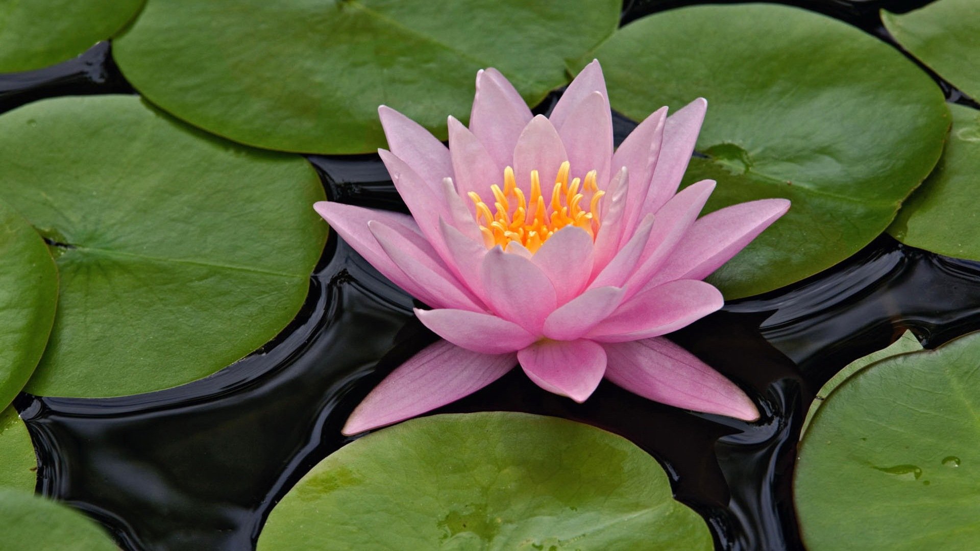 Creative Farmer Flower Seeds : Indian Lotus Pink Flower Nelumbo Nucifera Kamal/Sacred Water Lily 15 Seeds- Plants Seeds For Mini Pots Garden [Home Garden Seeds Eco Pack] Plant Seeds (B078RFZTCC) Amazon Price History, Amazon Price Tracker