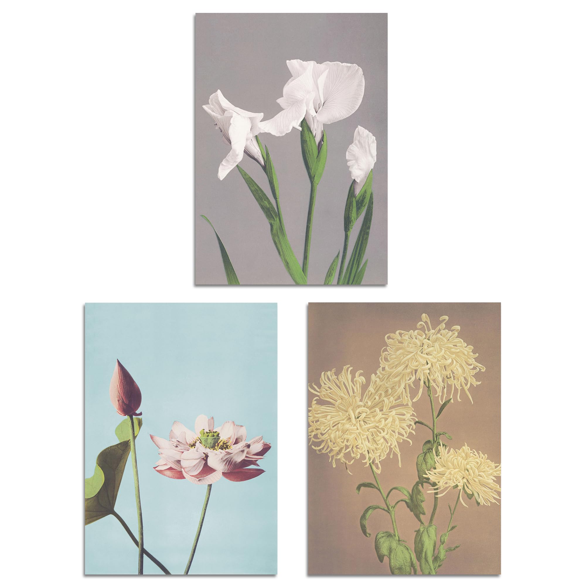 Artery8 Multicoloured Set Of 3 Vintage Japanese Floral Botanical Flowers Wall Art Prints A4 Size Living Room Decor