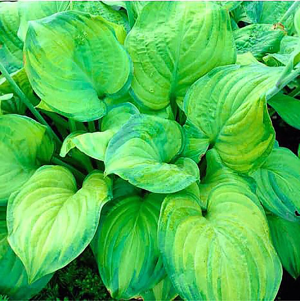 Guacamole Hosta - Shade Plant, 22" Tall, Lush Green Foliage with Yellow Centers, Ideal for Low Light Areas, Low Maintenance, Perfect for Garden Beds &