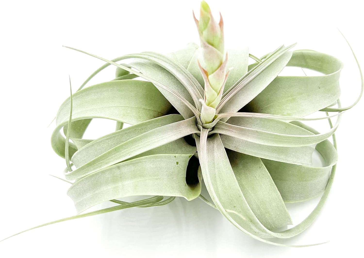 ragnaroc Air Plants - Flowering Tillandsia Xerographica, Large 5" - 1ct - Live Arrival Guaranteed - House Plants for Home Decor & Gift
