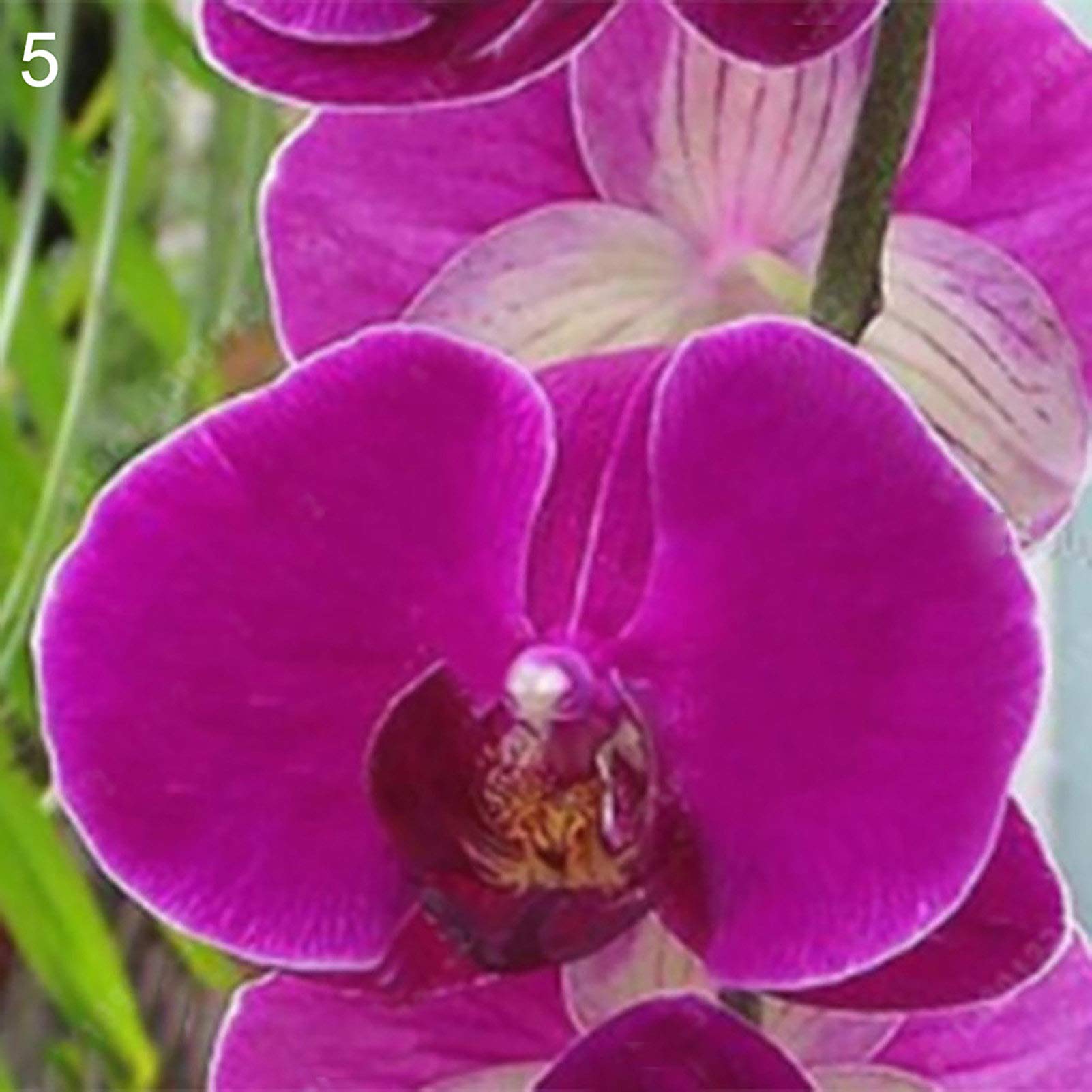 1 sacchetto Phalaenopsis seme splendido Lungo periodo di apprezzamento 8 stili Estetico semi di Fiori per balcone 5 semi di Phalaenopsis per Donne, uomini, Bambini, principianti, giardinieri Regalo
