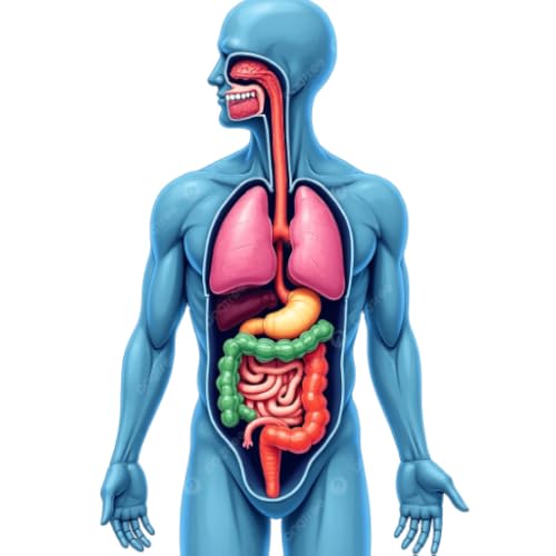 Human Body Simulators