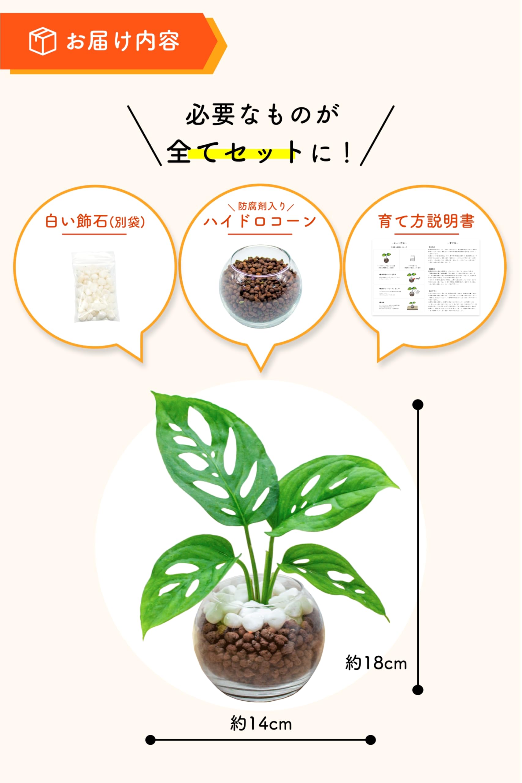 Amazon｜モンステラ (マドカズラ) 観葉植物 ハイドロカルチャー