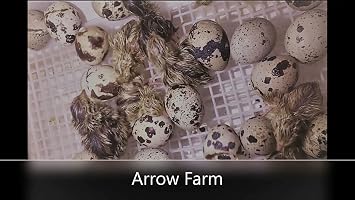 30 Hatching Eggs - Jumbo Brown - Coturnix Quail