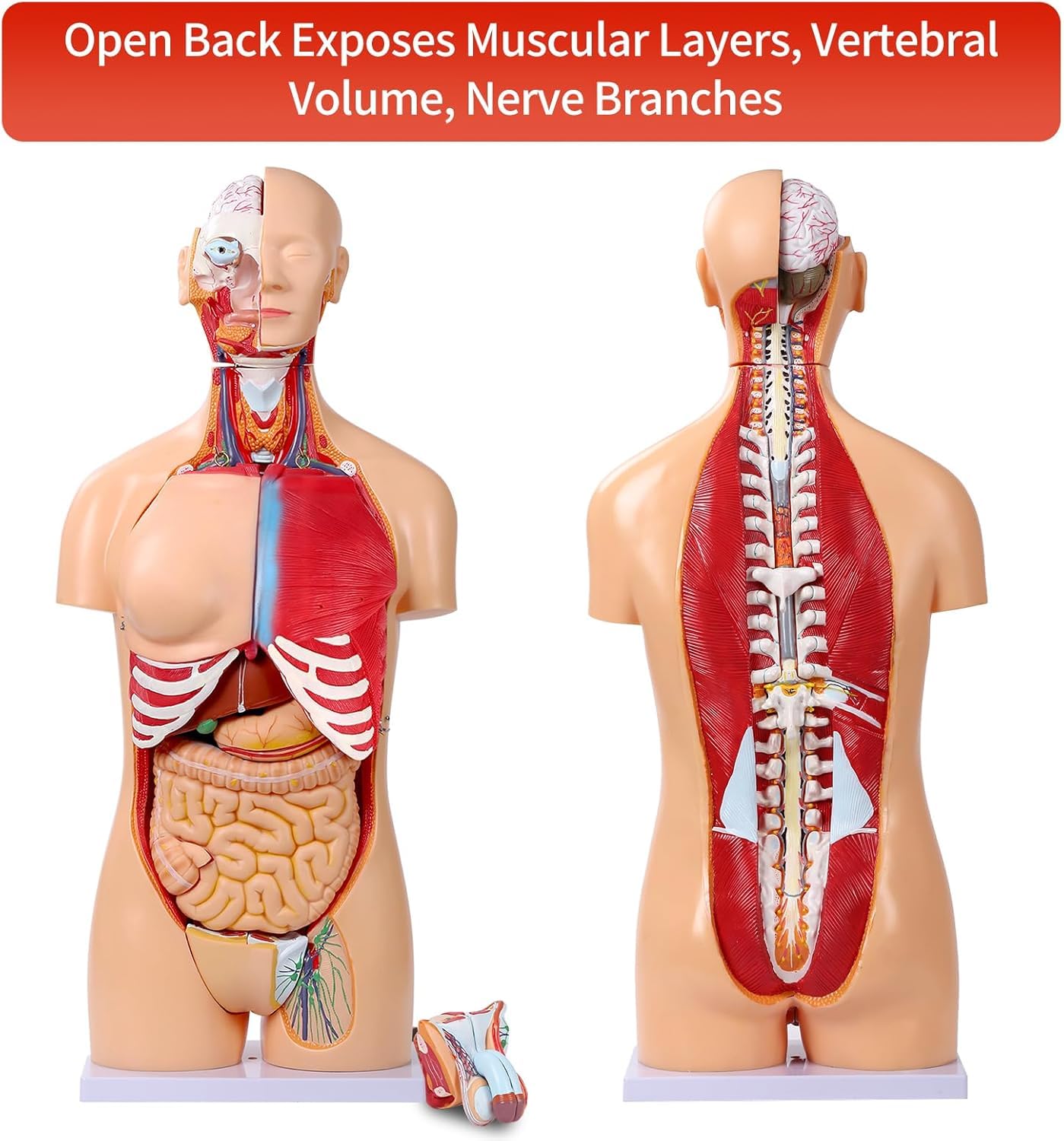 Modello di Anatomia del Busto Umano da 85 cm Modello di Torso a grandezza Naturale in 32 Parti con Testa del Cuore Teschio Cervello Modello di Strati muscolari viscerali