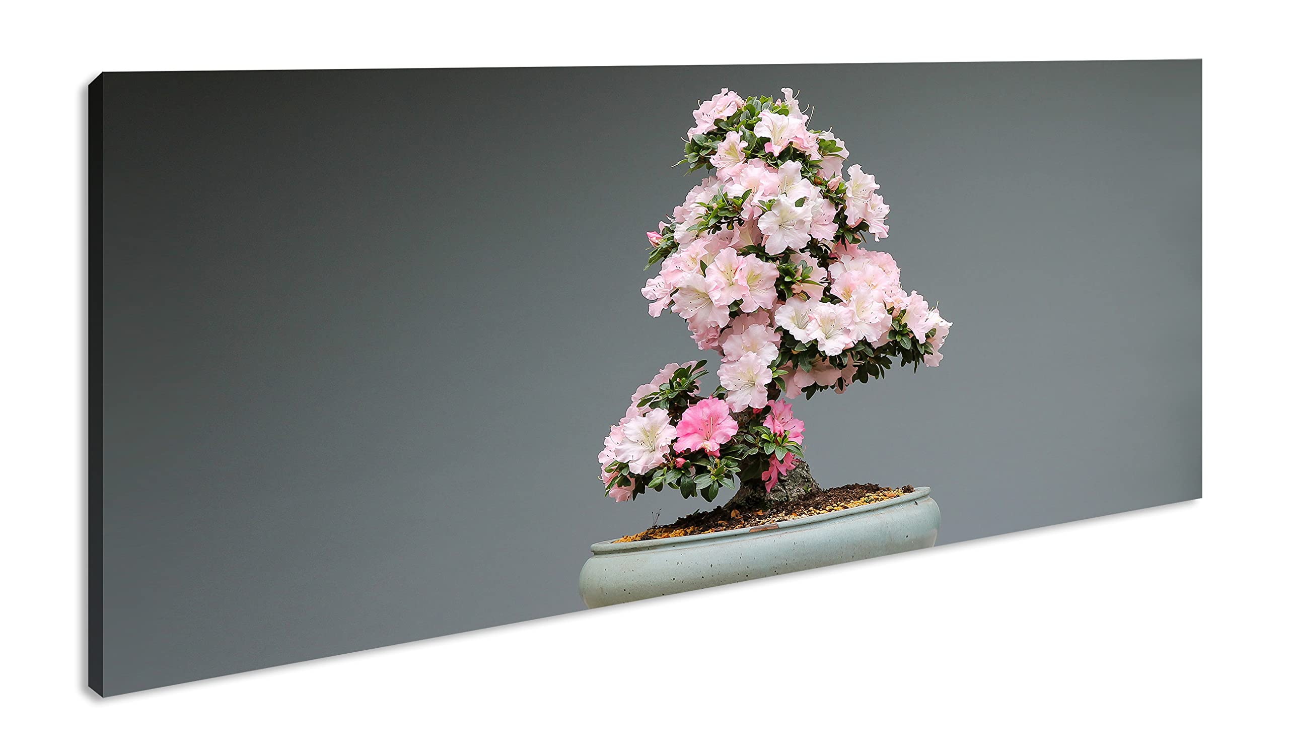 Obraz na płótnie pięknie kwitnące drzewko bonsai – sztuka w miniaturowej panoramie format: 100 x 50 cm XXL druk artystyczny obraz na blejtramie/obraz ścienny/dekoracja salonu