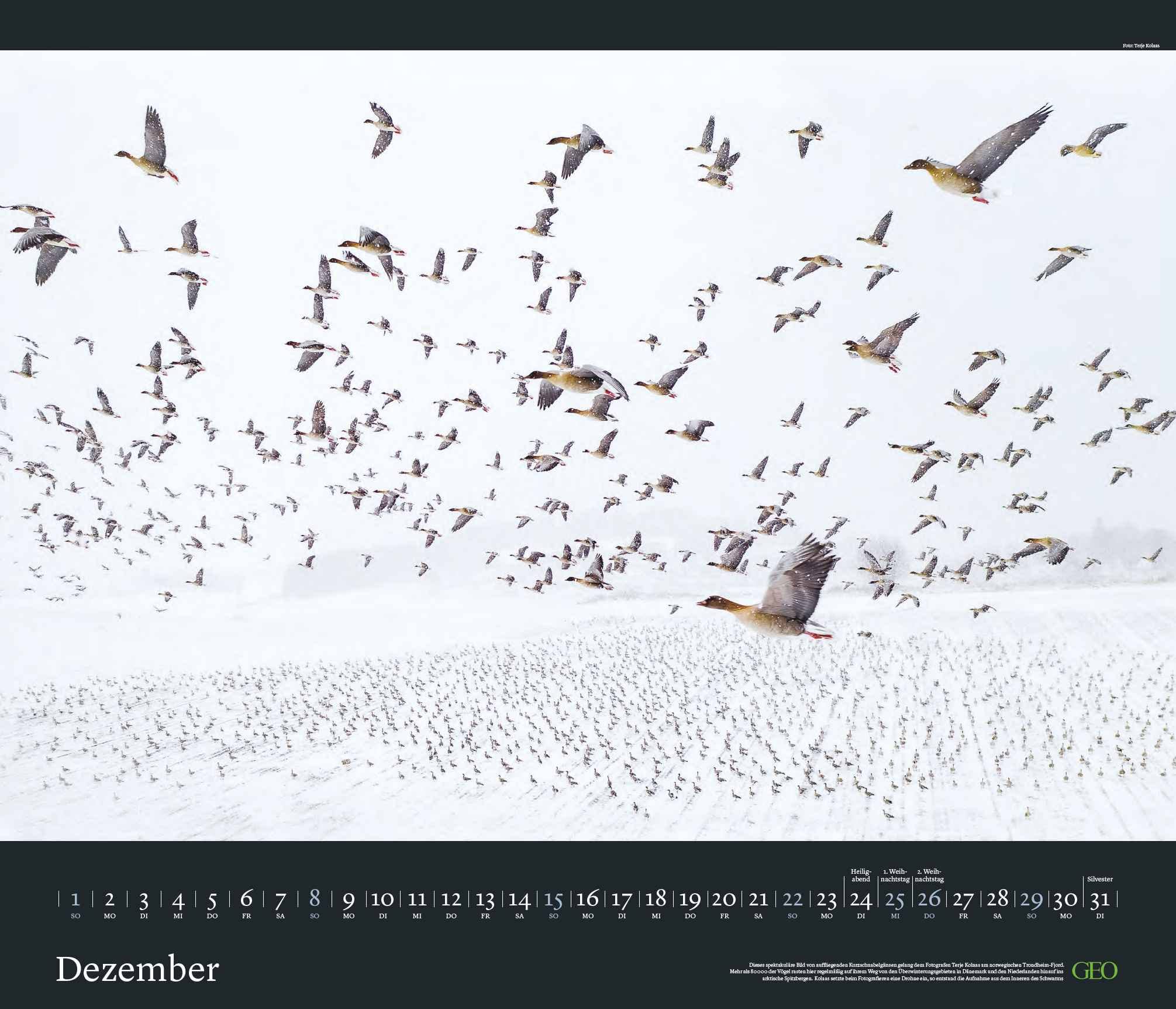 GEO Edition: Tierwelten 2024 - Wand-Kalender - Tier-Kalender - 70x60: Posterkalender, Mittel