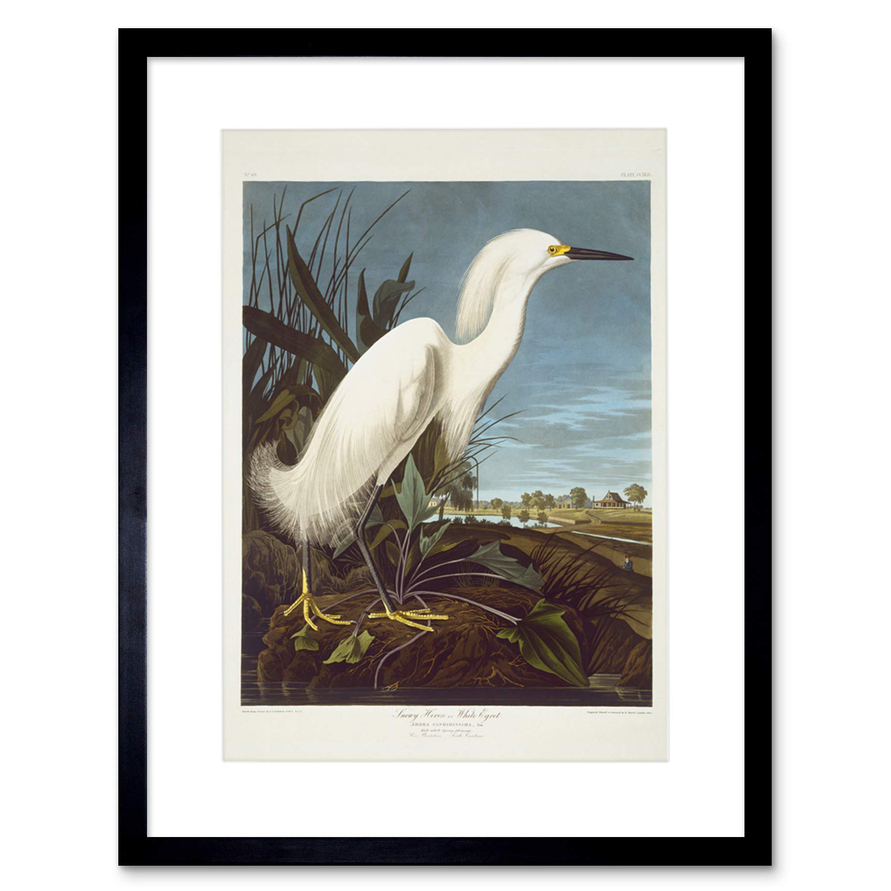 Wee Blue Coo Audubon American Snowy Heron Egret Framed Wall Art Print