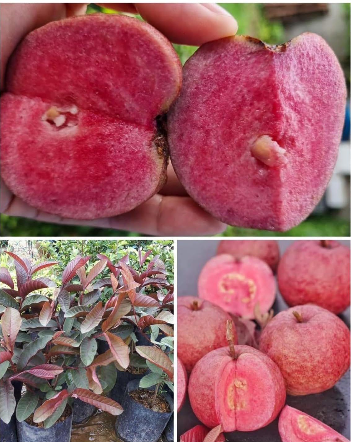 Protick Thai Red Guava - Red Skin Red Flesh All Season Guava Organic Fruit Tree (B0DF86S2FH) Amazon Price History, Amazon Price Tracker
