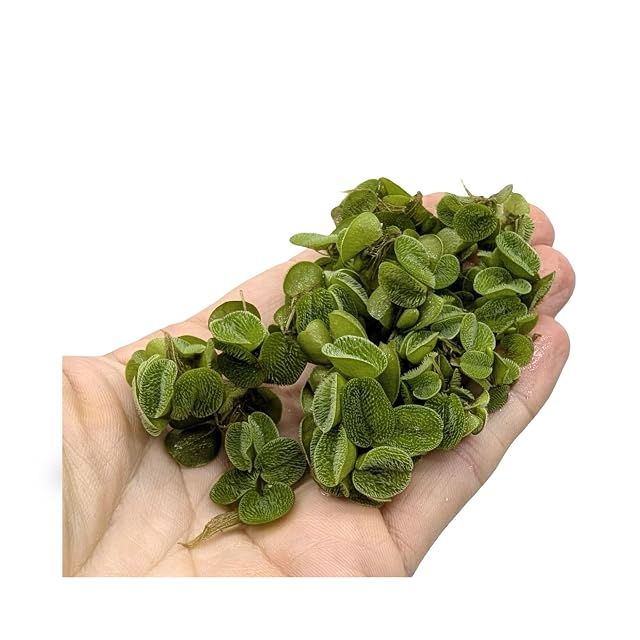 Foto 5 de 7 de Helecho de hadas pequeño - Helecho de Natación/Salvinia Natans, plantas de agua/plantas flotantes de acuario…