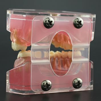Dental Soft Gum Standad Typodont Study Model with 28pcs Removable Teeth (Model)