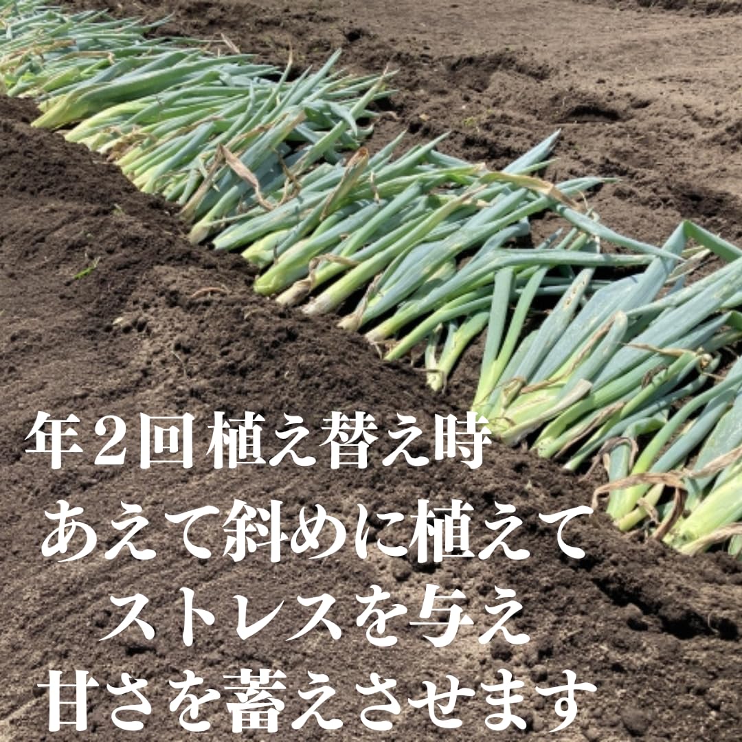 Amazon.co.jp: 朝どれ 旬 【長野ブランド】松本一本ネギ 国産 やわらか