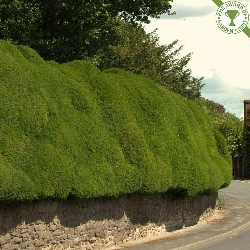 Portal Cool Samen Paket: 20 Taxus-Baccata-Beautiful Old-English-Eibe 20  Samen : Amazon.de: Garten
