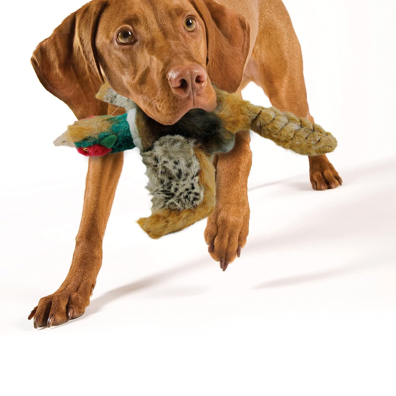 All For Paws Perro Juguete con Squeaker