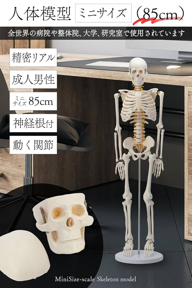 Amazon.co.jp: 【国際規格認証品】ミニ 人体模型 85cm 神経根